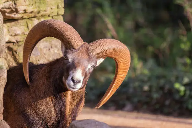Beautiful mouflon male peaking from behind a rock formation.