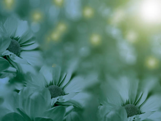 istock flowers light blue chamomile on a  blurred  background. floral composition. floral background.  Nature.