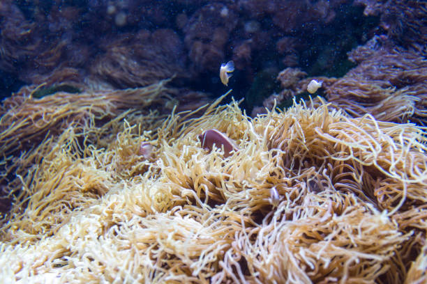 istock Anemone and Pink clownfish close-up 658103770