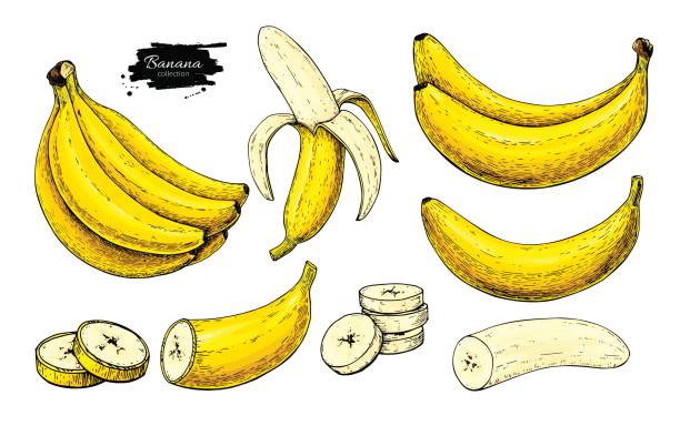 Banana set vector drawing. Isolated hand drawn bunch, peel banana and sliced Banana set vector drawing. Isolated hand drawn bunch, peel banana and sliced pieces.  Summer fruit artistic style illustration. Detailed vegetarian food. Great for label, poster, print banana drawings stock illustrations