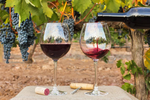 Red wine poured into glasses at vineyard on harvest Photo of red wine poured into glasses from bottle on blurred background of a vineyard right before harvest, with hanging branches of grapes. With cork and vintage corkscrew cork stopper stock pictures, royalty-free photos & images
