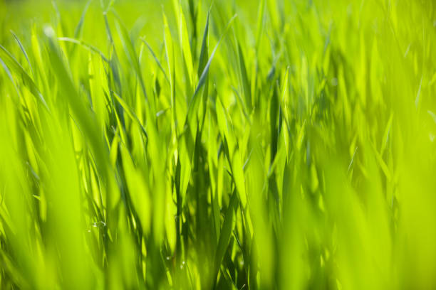 화창한 날에 잔디 그린 - long leaf grass blade of grass 뉴스 사진 이미지