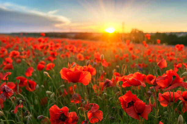 istock Landscape with nice sunset over poppy field 658111866