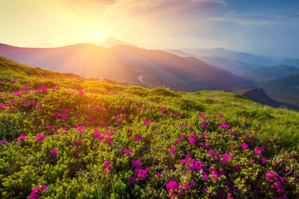 山の風景 - flower landscape heather sky ストックフォトと画像