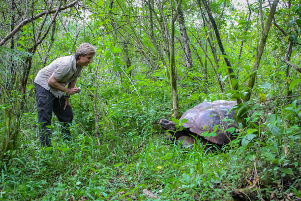 Female tourist with Galapagos giant tortoise in natural forest habitat Santa Cruz, Galapagos prehistoric turtle stock pictures, royalty-free photos & images