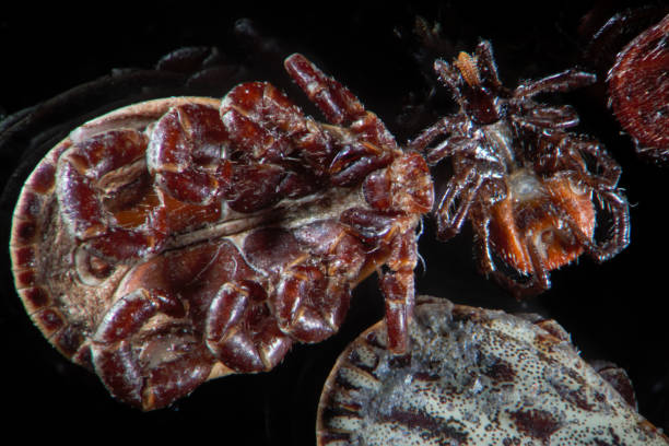 Ticks, mites, Ixodes are small arachnids, cause of viral infectious disease tick-borne encephalitis or TBE. Parasitic insects with season activity los parásitos microscópicos ticks, ácaros, dermacentor reticulatus o ornate cow tick e ixodes scapularis o garrapatas de ciervo o garrapatas de patas negras. causa de encefalitis transmitida por garrapatas de enfermedad infecciosa viral o tbe