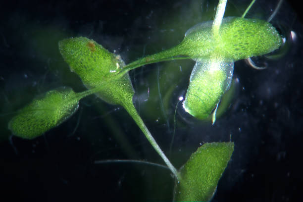 istock Microscopic algae star duckweed or Lemna trisulca or Staurogeton trisulcus or Schur or ivy-leaved duckweed. Freshwater aquatic plants genus Lemna by microscope. Underwater flora of rivers and ponds 658117358