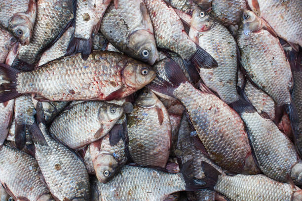 istock Fish crucian carp, food background 658118322