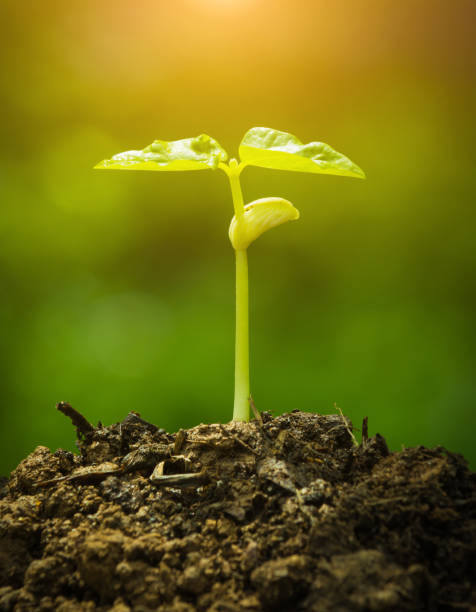 istock Green sprout growing from seed and color tone effect 658122254