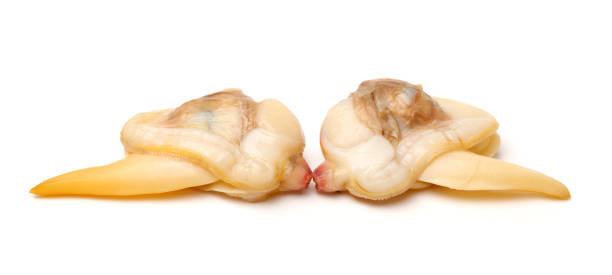 istock clam meat isolated on white background 658122730