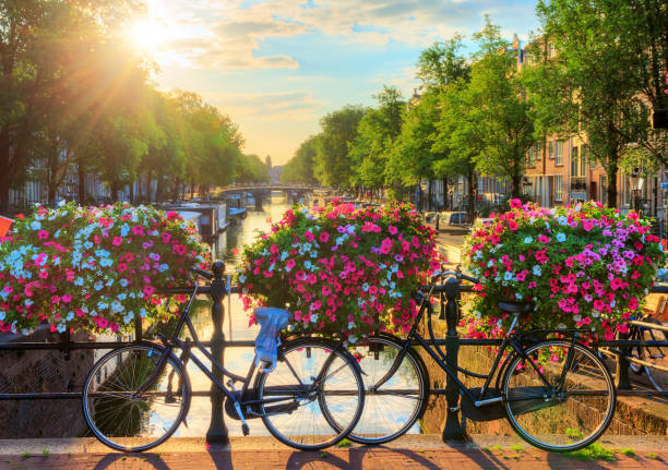 Amsterdam summer sunrise II Beautiful summer sunrise on the famous UNESCO world heritage canals of Amsterdam, The Netherlands, with vibrant flowers and bicycles on a bridge dutch culture photos stock pictures, royalty-free photos & images