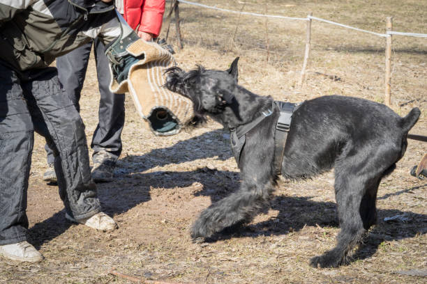 モスクワ, ロシア連邦 - 2017 年 3 月 26 日: ジャイアント ・ シュナウザー犬の攻撃と lublinets 犬の学校の服従トレーニング コース中に刺され。 - giant schnauzer ストックフォトと画像