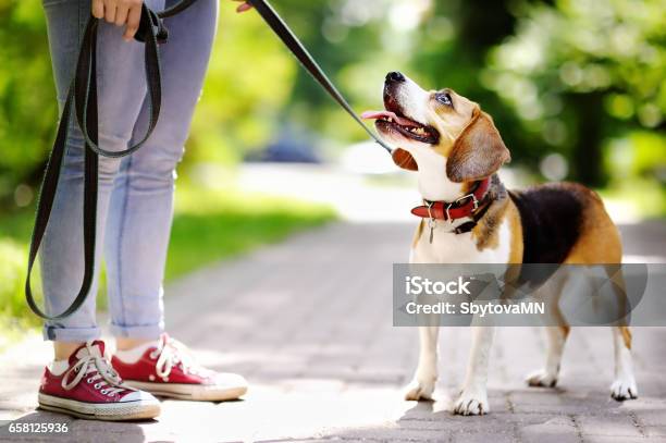 Obediente Perro Beagle Con Su Dueño Foto de stock y más banco de imágenes de Perro - Perro, Obediente, Andar