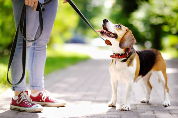 obedient beagle dog with his owner - 4609 imagens e fotografias de stock