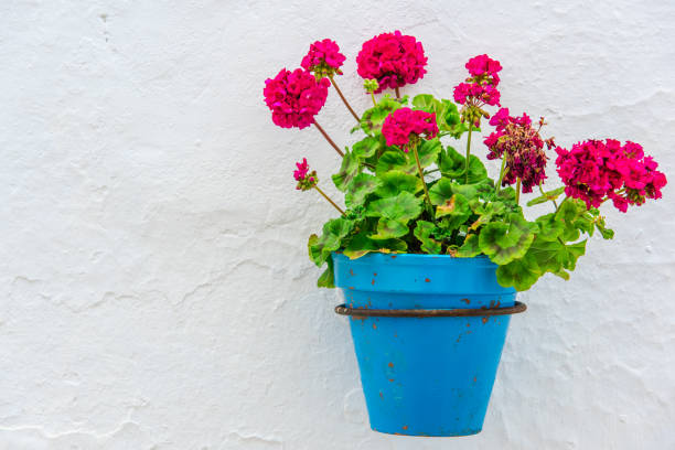 istock Blue pot with flower on white stone wall 658130492