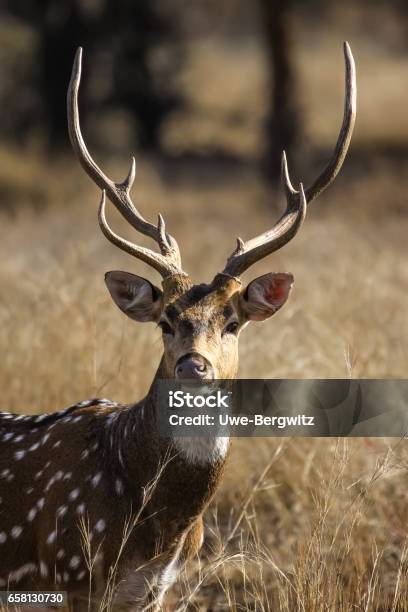 Close Up Of A Male Spotted Deer Facing Stock Photo - Download Image Now -  Animal, Animal Wildlife, Antler - iStock