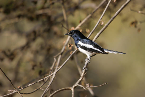 Oriental magpie robin perching on a branch Ranthambore National Park, India oriental magpie robin bird copsychus saularis perching on a branch stock pictures, royalty-free photos & images
