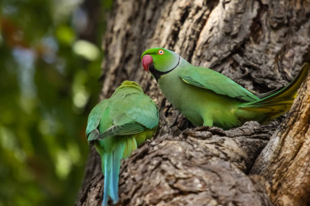 istock Couple of Rose ringed parakeets perching on a tree trunk, one facing, one from the rear 658130954
