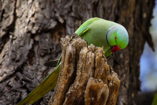 istock Rose ringed parakeet on a tree stub looking for insects 658131008