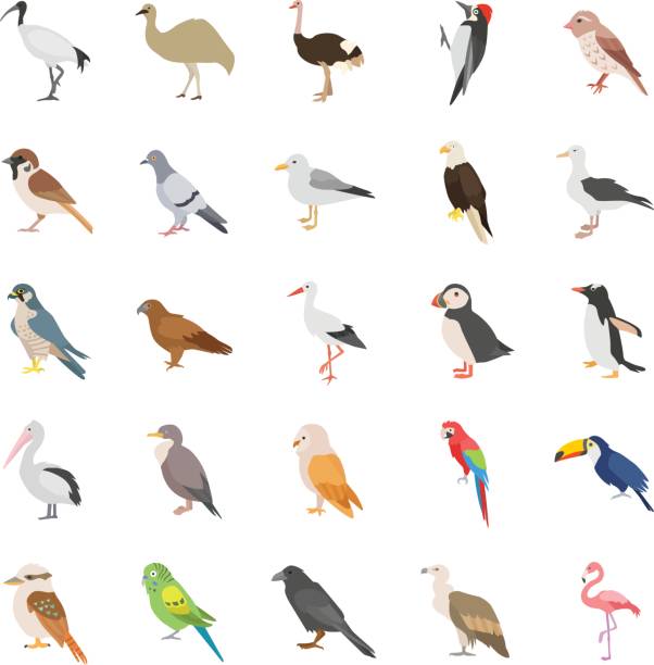 значки вектора цвета птиц - albatross stock illustrations