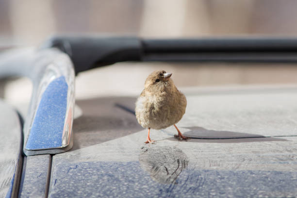 istock portrait of sparrow 658133658