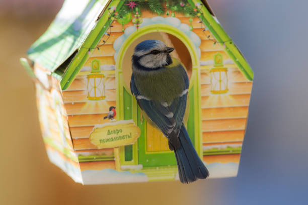 istock blue tit in a cardboard trough 658133670