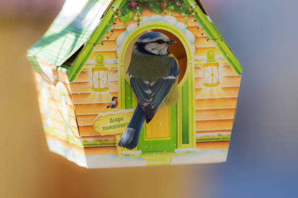 istock portrait of blue tit 658133686