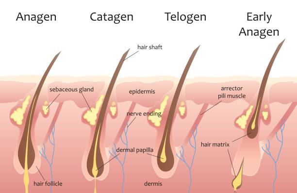 Human Head Hair Growth Cycle Biological Catagen Telogen Phases Hair  Infographics Stock Illustration - Download Image Now - iStock