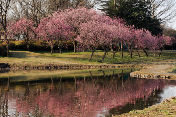 istock Peach tree on the waterside - March of Japan - 658134580