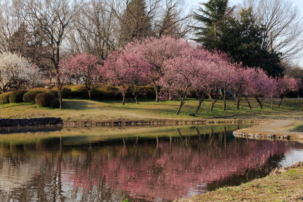 istock Peach tree on the waterside - March of Japan - 658134626