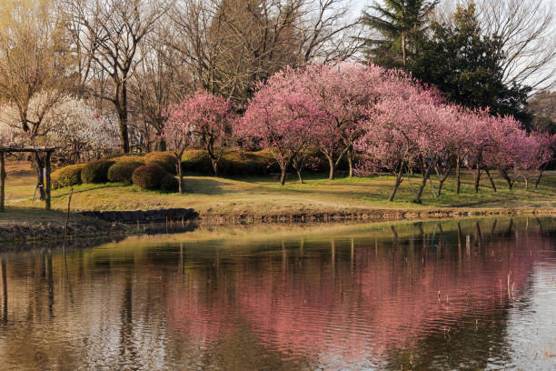 istock Peach tree on the waterside - March of Japan - 658134628