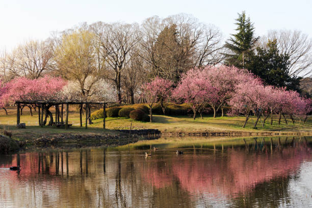 istock Peach tree on the waterside - March of Japan - 658134708
