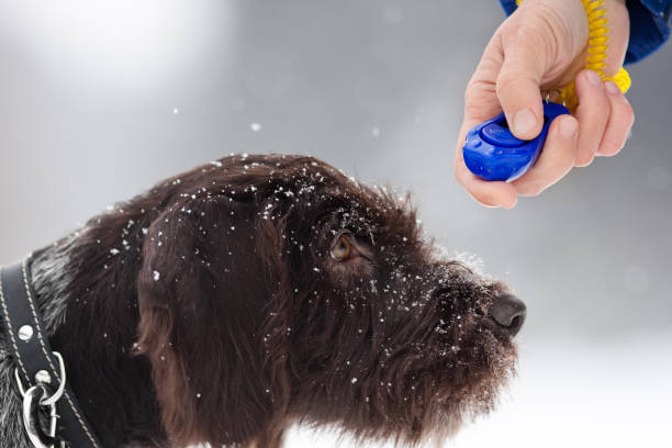 istock training young hunting dog with clicker 658137716