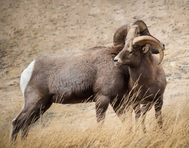 istock Bighorn Sheep in Colorado 658138206