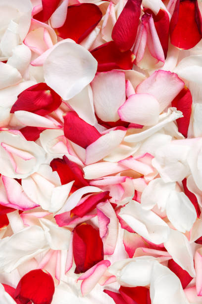 istock Petals of roses background. Close up view. 658142244