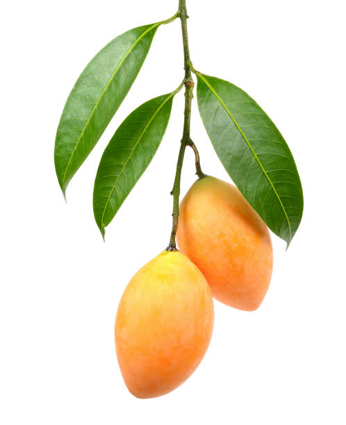 istock Marian plum isolated on the white background 658148310