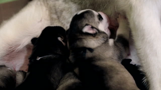 Hungry puppies of the Siberian Husky eat breast milk.