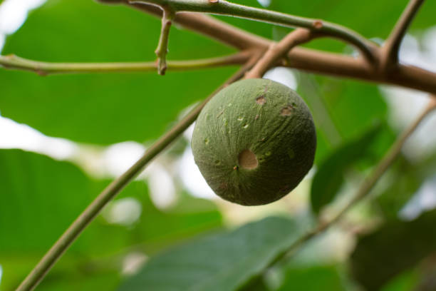 istock Green santol on a branch of tree, Fruit thai. 658149448