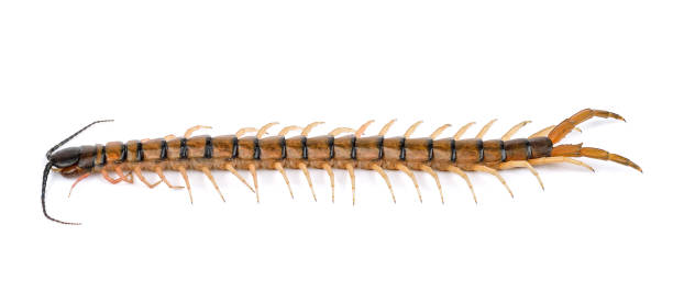 istock centipede isolated on the white background 658149570