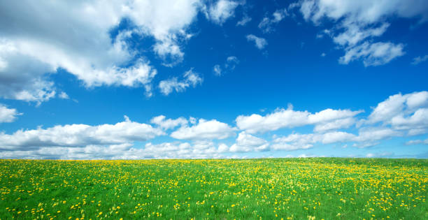 istock Field with dandelions and blue sky 658149596