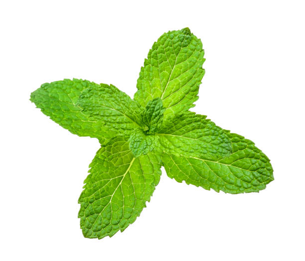 istock peppermint isolated on the white background 658152260