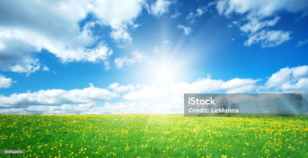 Field with dandelions and blue sky Field with yellow dandelions and blue sky Sky Stock Photo