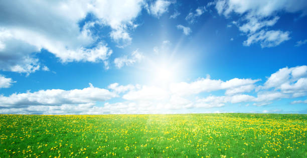 field with dandelions and blue sky - summer flower spring sun imagens e fotografias de stock