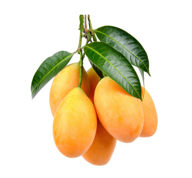 istock Marian plum isolated on the white background 658152776