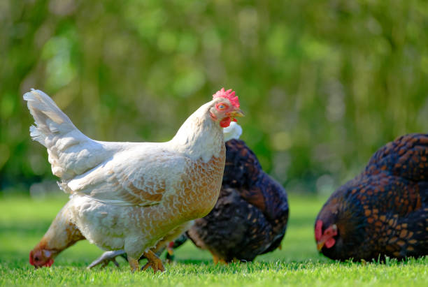 Domestic chickens as seen in a large garden in spring