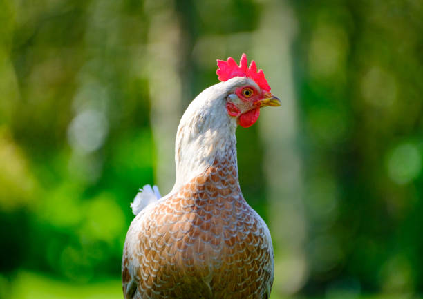 istock Domestic chickens as seen in a large garden in spring 658153480