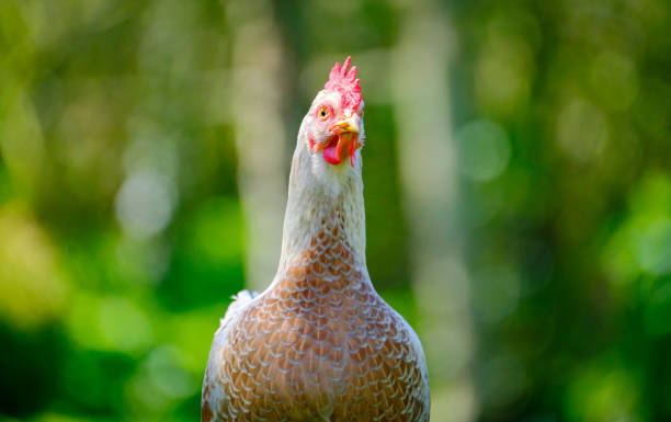 istock Domestic chickens as seen in a large garden in spring 658155606