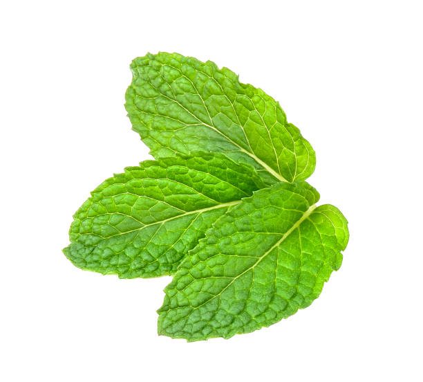 istock peppermint isolated on the white background 658155868