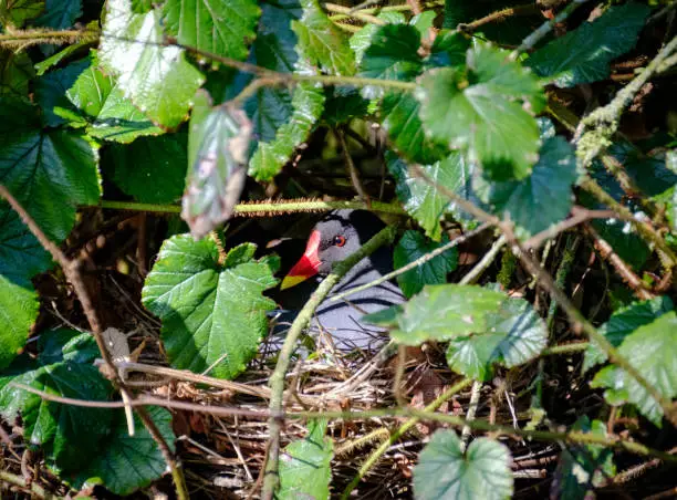Adult Moorhen seen sitting on her clutch of eggs, with the nest located by a large garden pond. The image shows the detailed, colourful beak of the bird.