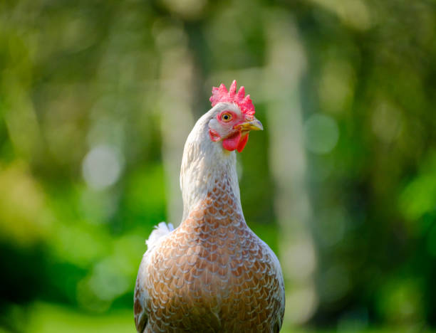 istock Domestic chickens as seen in a large garden in spring 658156114